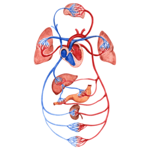 Medic Mind - high quality preparation for medical school applications